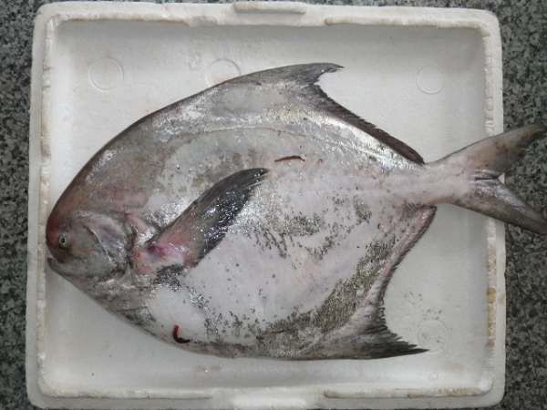 あまり泳ぎが得意じゃないのか小さな口でクラゲを食べています