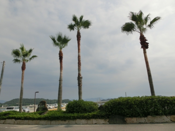 アフター（ワジュロ）