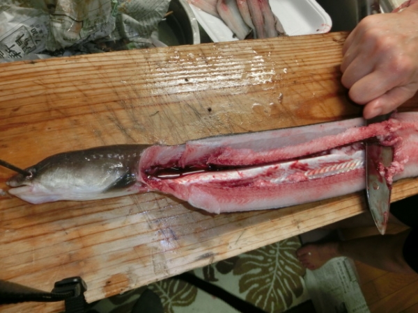 大きいのは悪戦苦闘の末捌きました