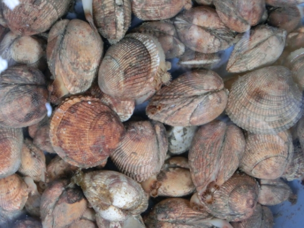 今が旬の肉厚アラメ（鬼アサリ）は酒蒸が最高