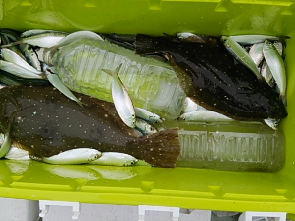 ママカリは釣るのは容易いですが調理は大変…