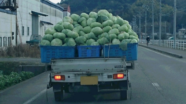 落ちそうで落ちないキャベツ