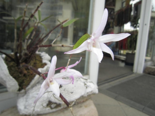 蘭（花名不明）
