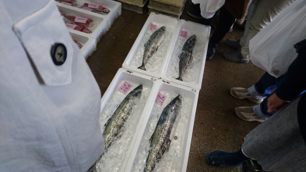 夜間流し網漁で獲ったサワラ
