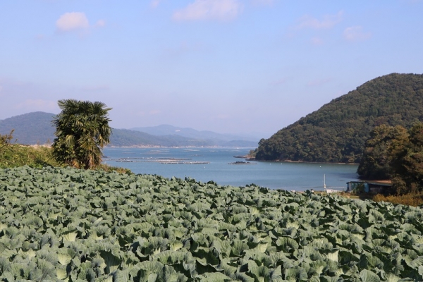 南斜面には広大なキャベツ畑が…