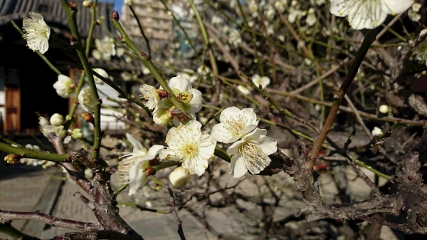 尼崎寺町の白梅