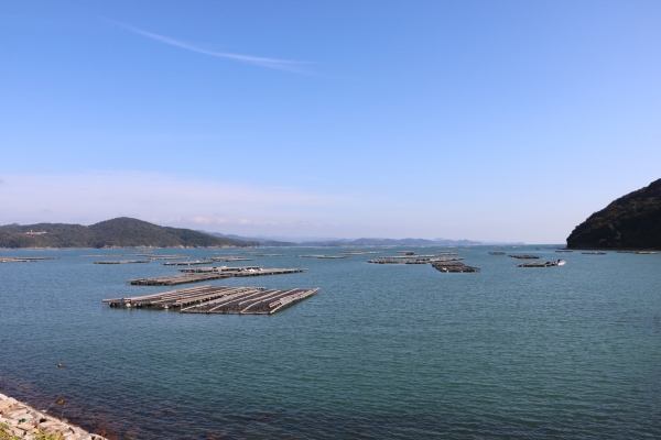 これからが旬の牡蠣（錦海湾）