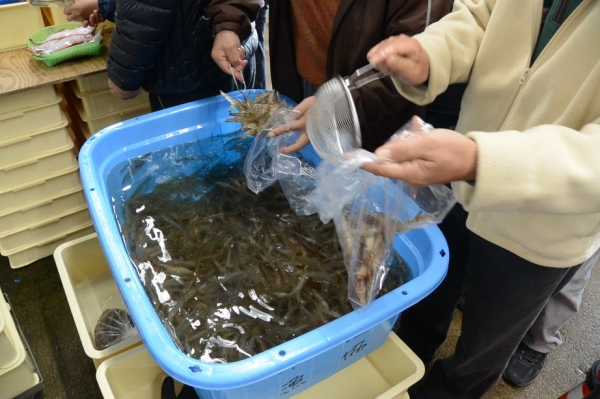活オオゾエビ