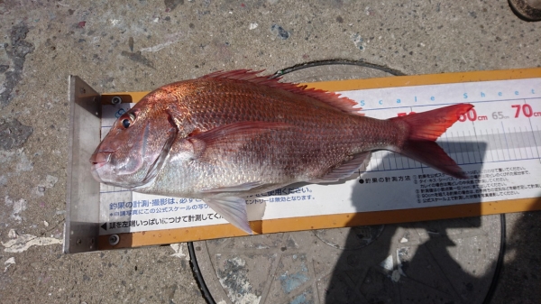 自慢の特注サビキで釣った良型鯛