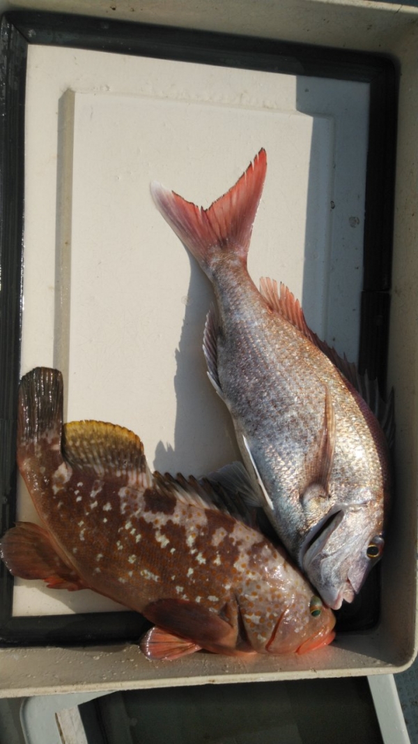 本日の釣果真鯛４５㎝＆アコウ４０㎝