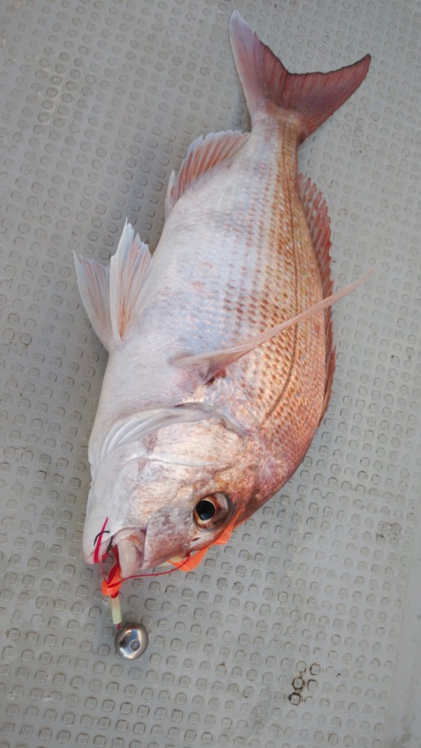 タイラバで釣れた真鯛40㎝