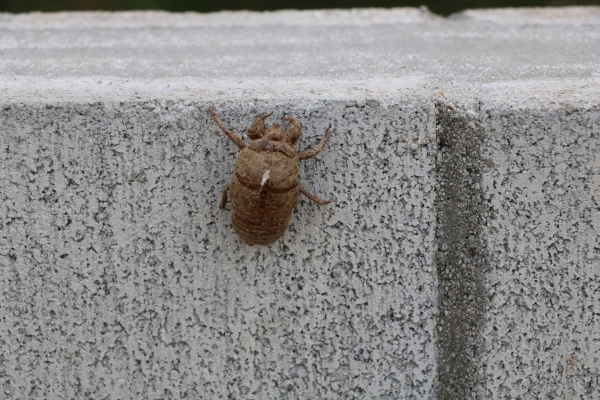 その後セミは飛び去りモックリの抜け殻が残った