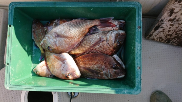 同じ日弟も小豆島で9枚釣っていた