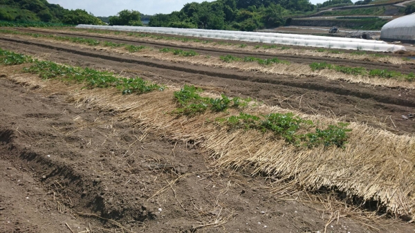 名産のスイカ、収穫まで後100日