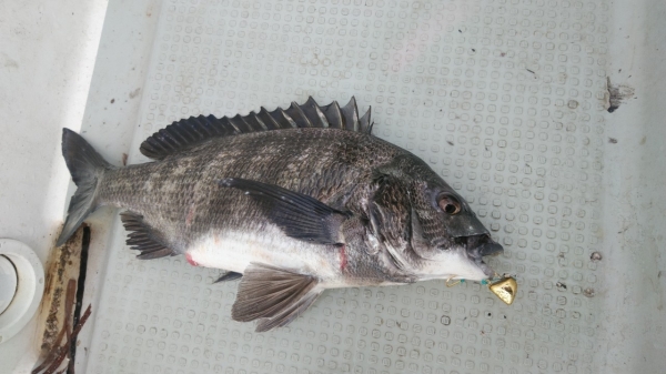 タイラバではあまり釣れないチヌも…