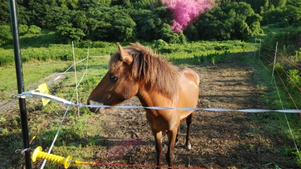 近所の馬に朝のご挨拶
