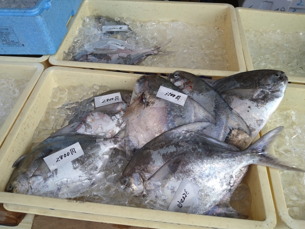 夏魚の代名詞マナガツオ