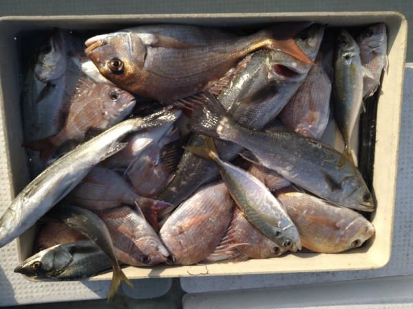 4日小豆島サビキの釣果