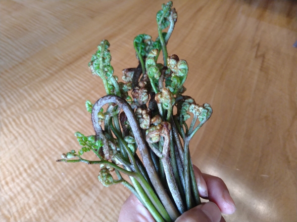 蕨握ったまま30分歩いた（笑）