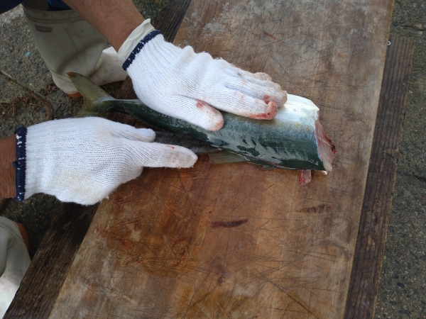 賄いの魚を仕事前に捌く