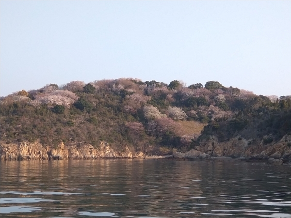 黄島の山桜