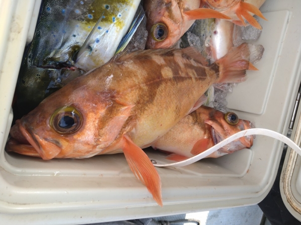 この日最長寸38cm