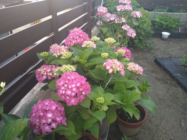 庭の紫陽花も綺麗に咲いた