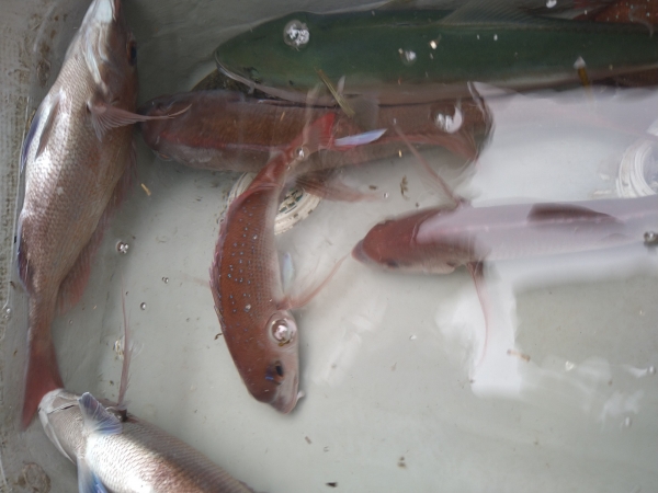 プレッシャーの中何とか釣れた