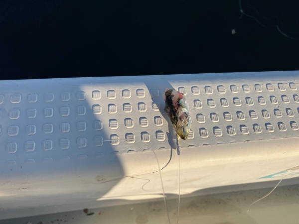 何かに食いちぎられたイワシ