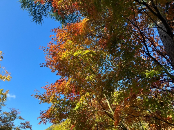 長野の山岳地は既に紅葉