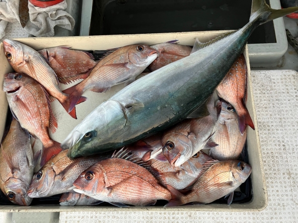 12月29日小豆島サビキの釣果