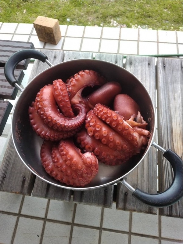 真っ赤に茹で上がったマダコ