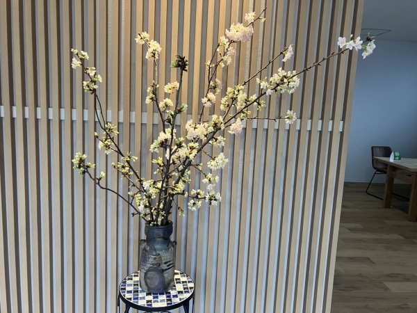 河津桜満開
