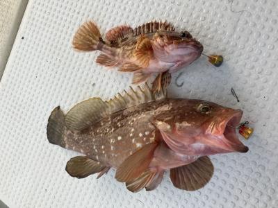 アコウ＆アカチン