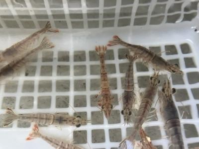 餌の活ガラエビ