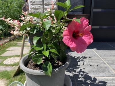 みごとな花をつけたハイビスカス
