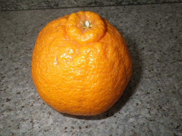 とても大粒の津久見デコポン