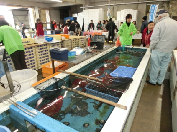 水槽にはタコ・タイ・メバル・オコゼが…