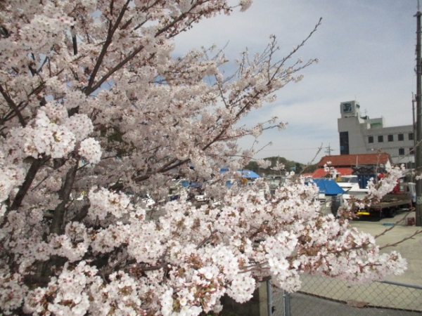 この桜あと何回観られるんじゃろうか？…と近所のお年寄り