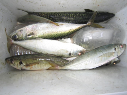 このサイズのアジ＆サバが釣れます
