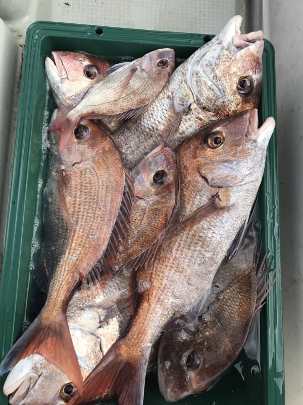 いま牛窓の鯛は釣果アップ