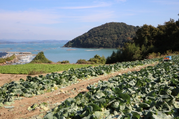 牛窓はキャベツや白菜等重量野菜の産地