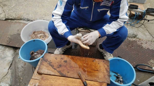 グロミ（墨）を取り除いてから茹でます