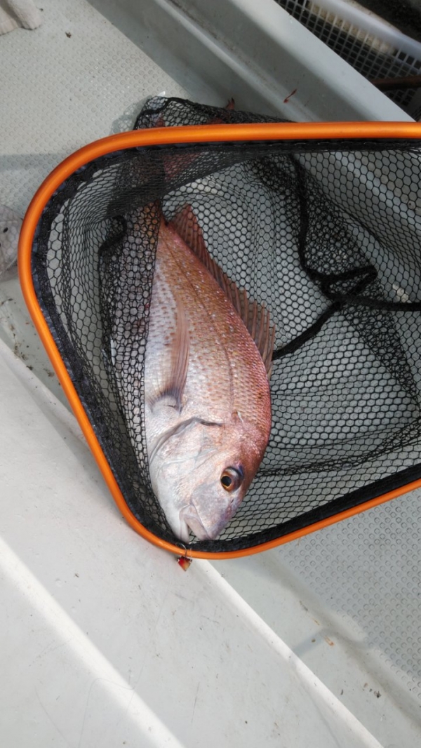 誘って食わす釣法故タイラバより上手下手は顕著