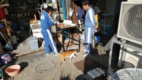 三枚に下ろした後刺身に…猫が離れません(笑)