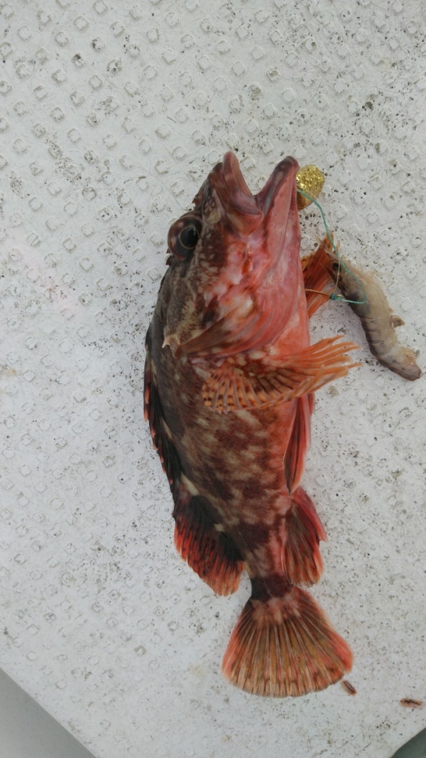 テンヤ釣りの常連ガシラ