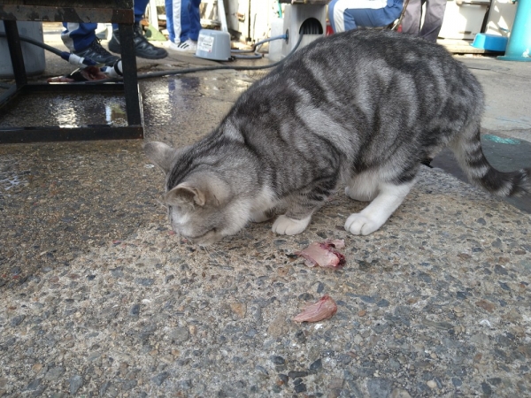愛猫メルにもおすそ分け