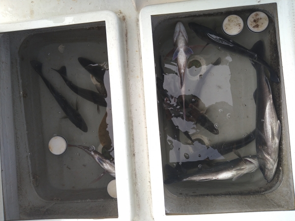 29日の釣果