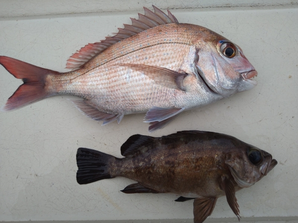貴重な釣果
