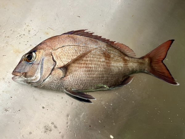 釣れたのは25ｃｍこの一匹